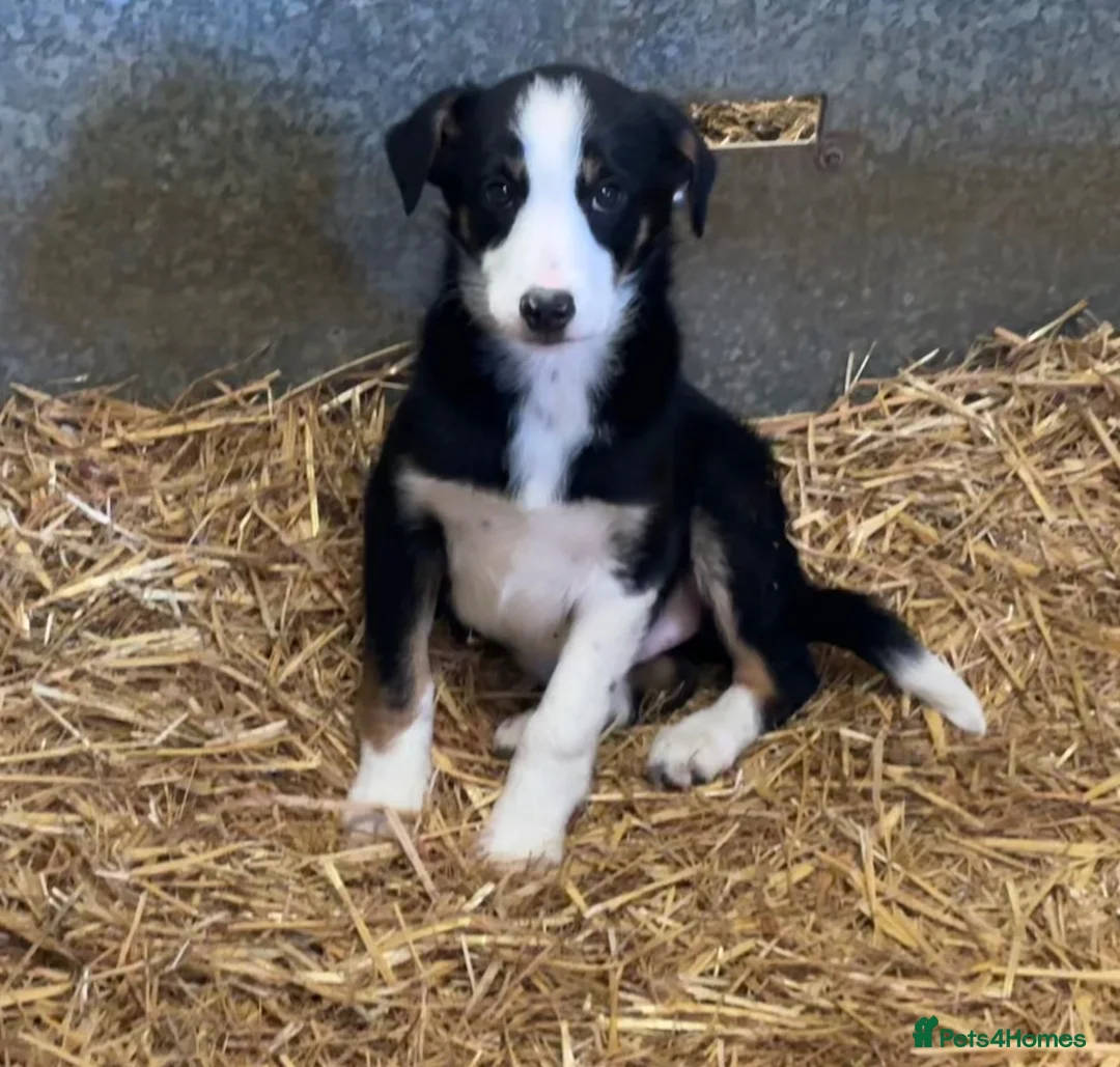 Border Collie dogs for sale: 9 month old male Border Collie  - Advert 11