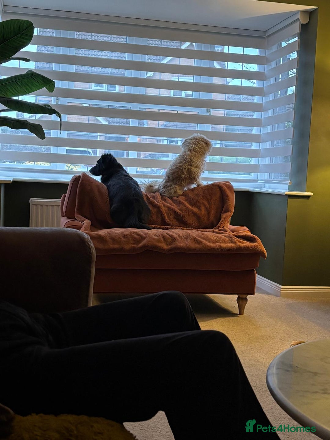 Mixed Breed dogs for adoption: A Sensitive Soul Looking for His Safe, Loving Home - Advert 16