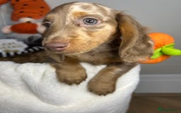 Miniature Dachshund dogs for sale: 🤍🐾 STUNNING DAPPLE BOY READY TO GO 🐾🤍 - Image 4