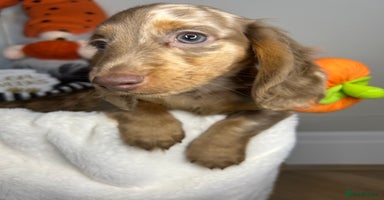 Miniature Dachshund dogs - Advert 15