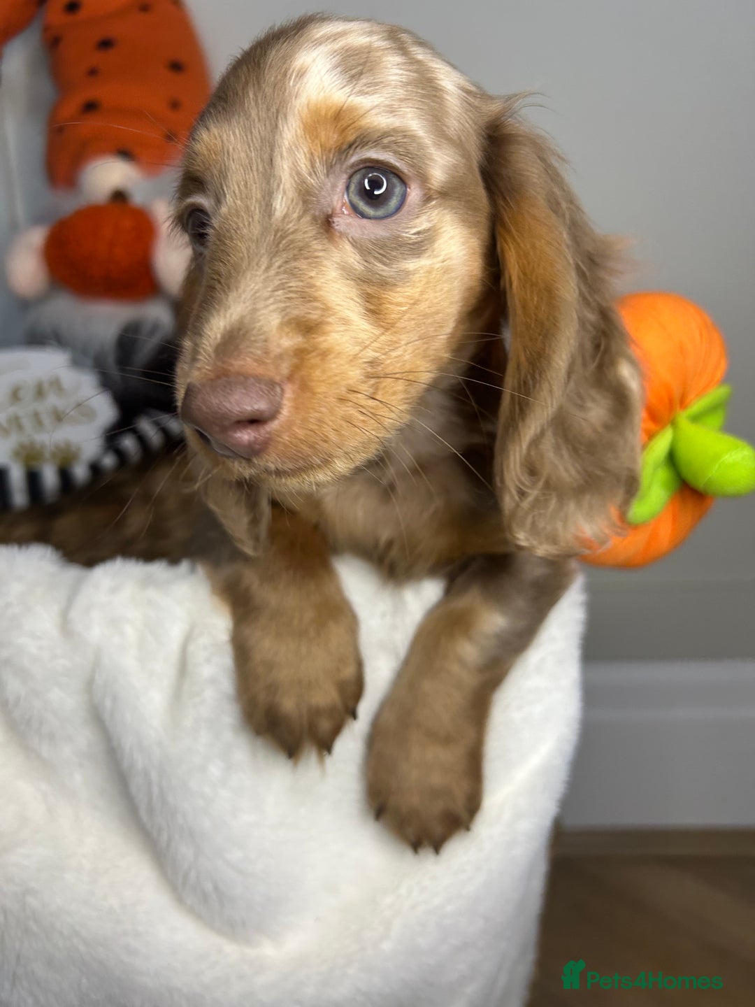 Miniature Dachshund dogs for sale: 🤍🐾 STUNNING DAPPLE BOY READY TO GO 🐾🤍 - Image 4