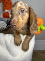 Miniature Dachshund dogs - Advert 15