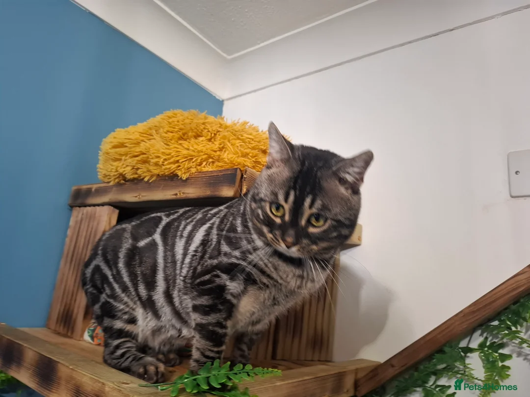 Bengal cats for stud: OUTSTANDING SILVER CHARCOAL BENGAL STUD - Advert 25