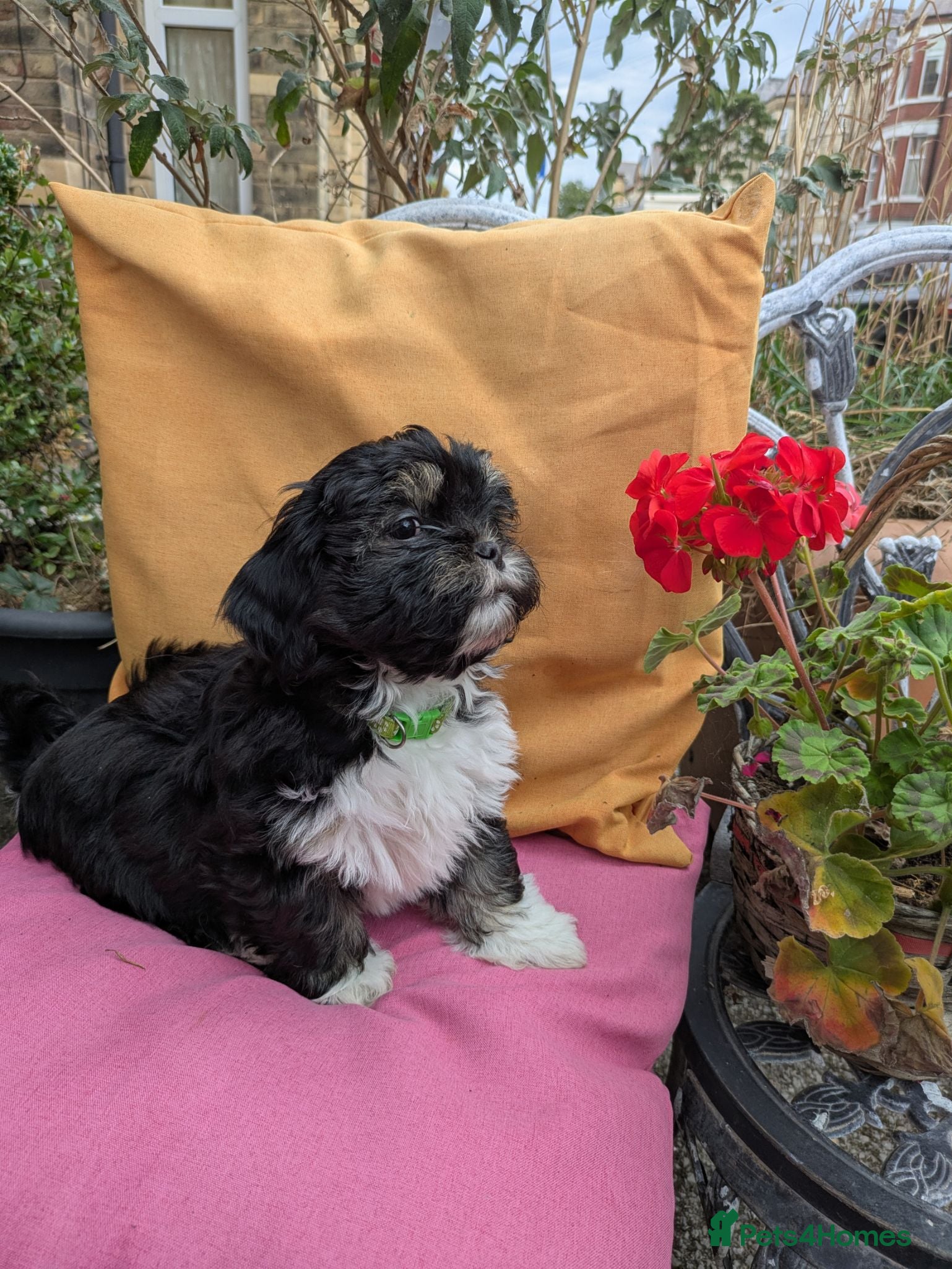Lhasa Apso dogs Lhasa Apso — Ready to go! Beautiful Babies. - Advert 5