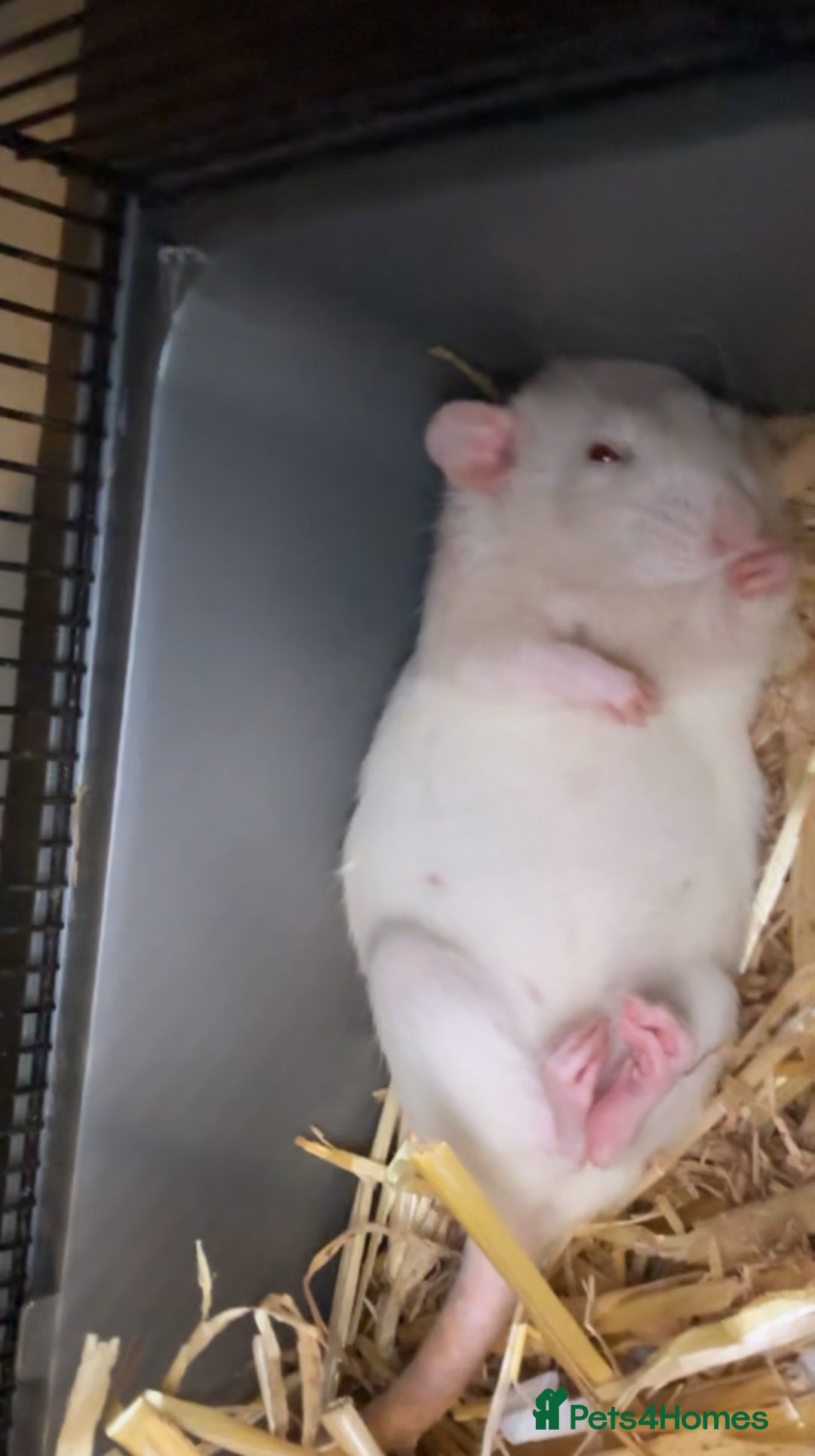 Rat rodents for sale: Siamese X Dumbo litter due - Advert 2