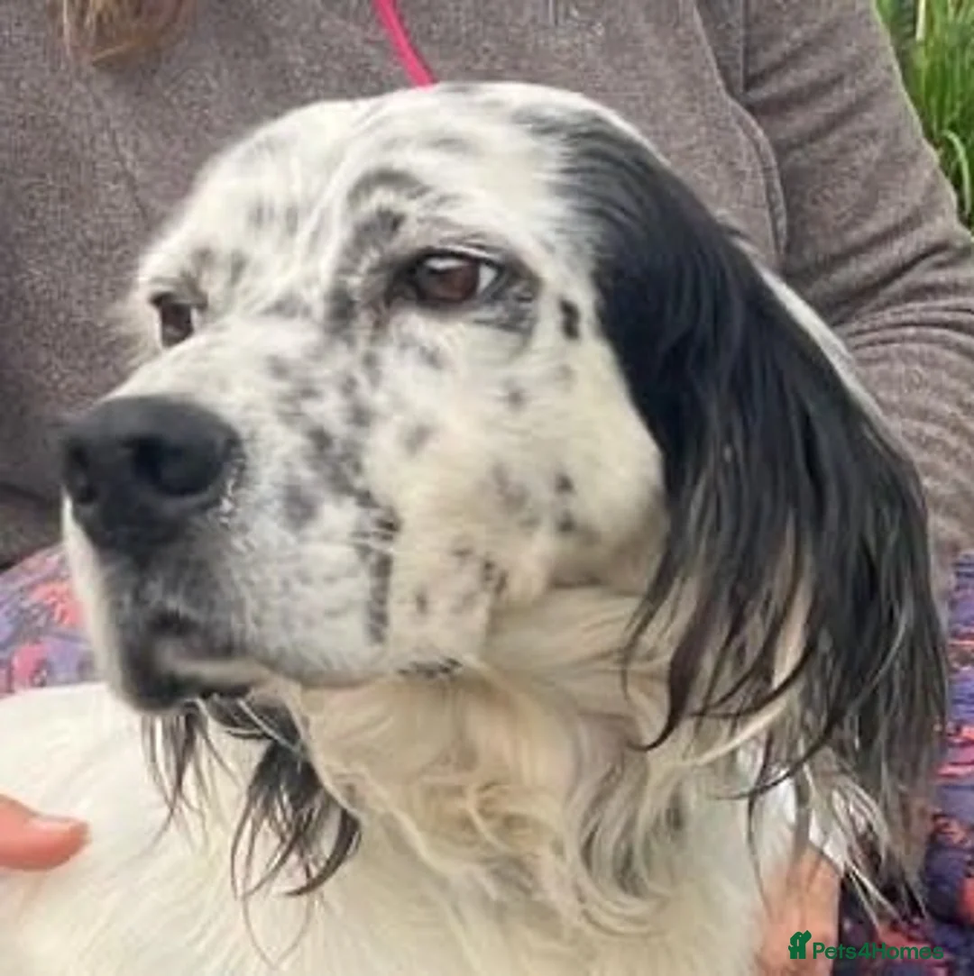 English Setter dogs for adoption: Ola   - Advert 4