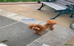Toy Poodle dogs for sale: Toy poodles deep red.  1 GIRL LEFT! - Image 20