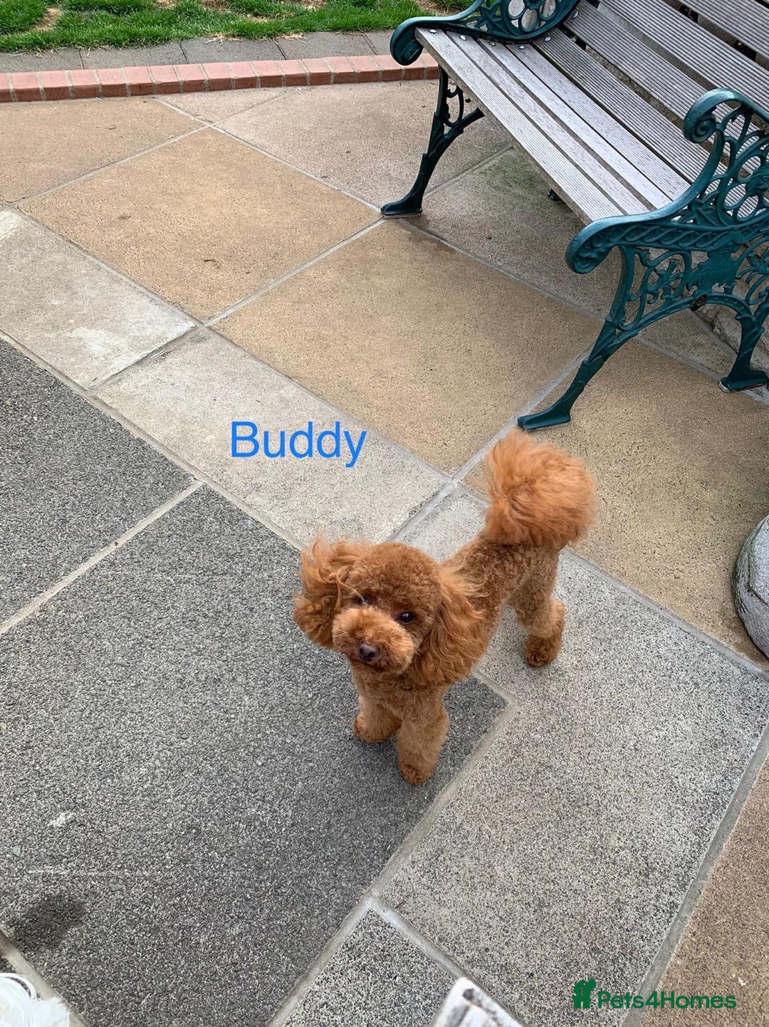 Toy Poodle dogs for sale: Toy poodles deep red.  1 GIRL LEFT! - Image 20