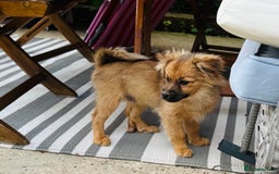 Pomeranian dogs for sale: Lovely Pomeranian puppies  in Sudbury - Image 1