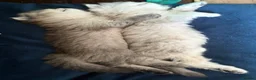 Persian cats for sale: Beautiful friendly socialised kittens in Altrincham - Advert 16