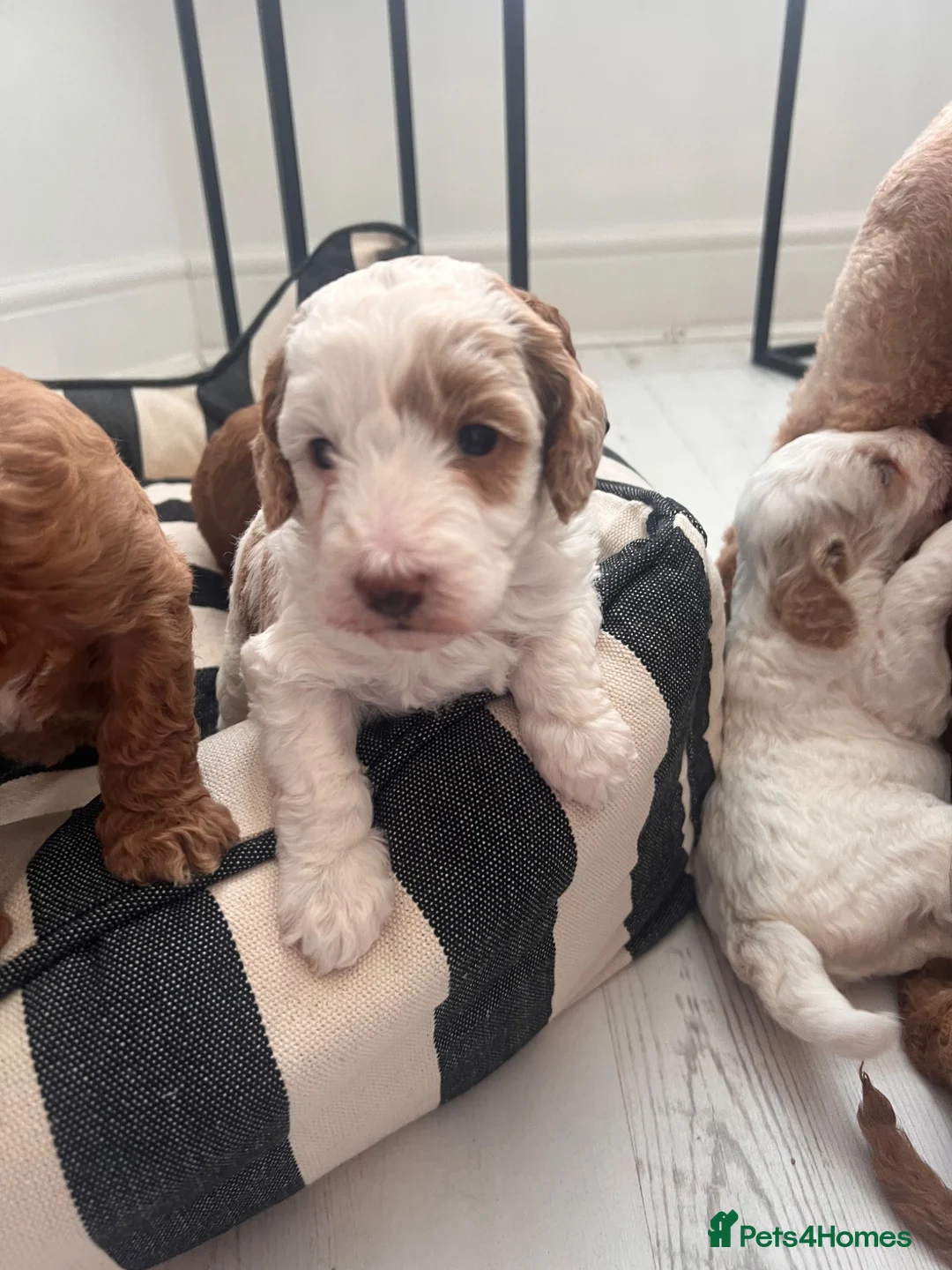 Australian Labradoodle dogs for sale: Absolutely outstanding Australian Labradoodle 🐾 - Advert 23