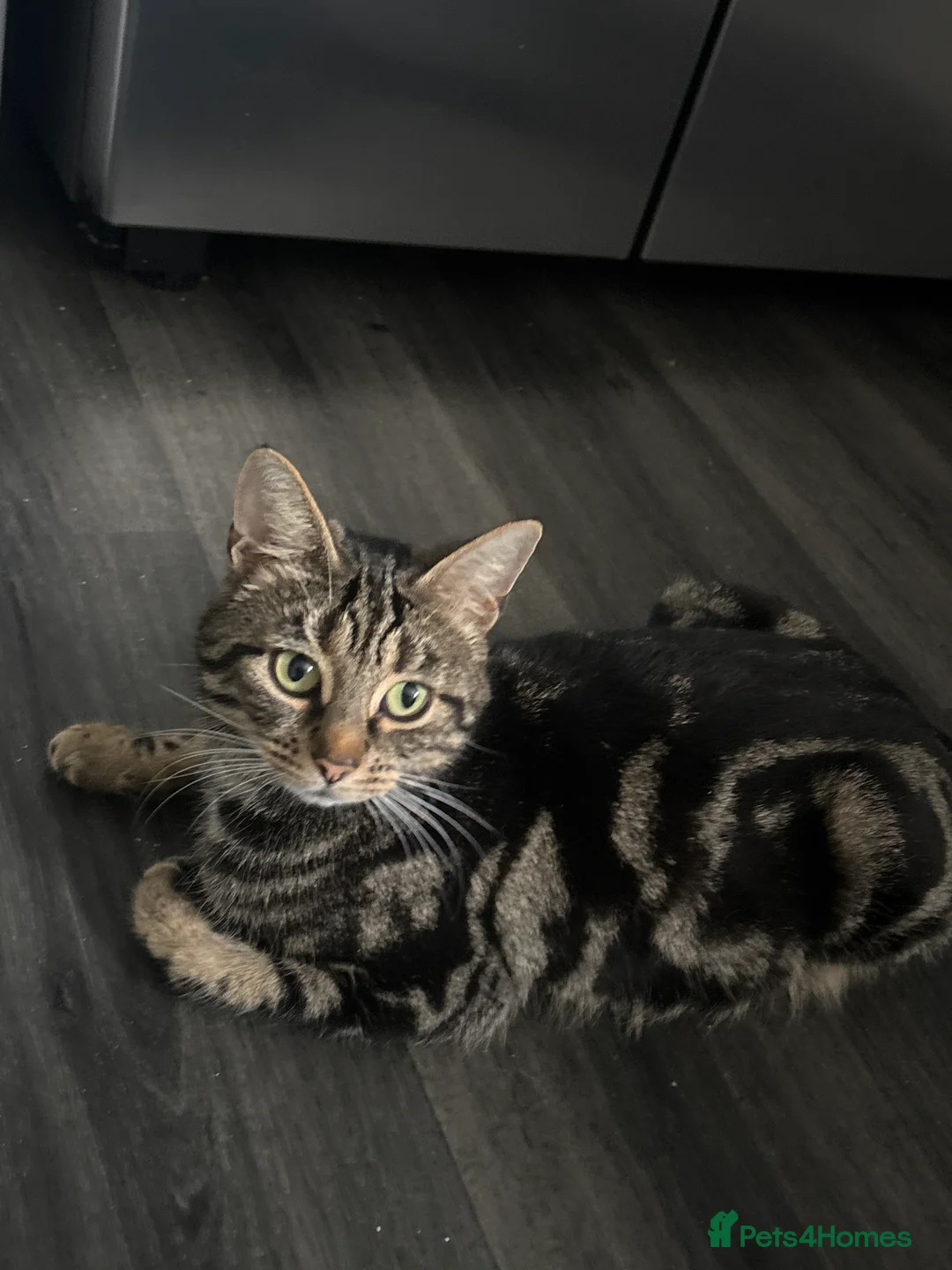 Mixed Breed cats for sale: 😍 tabby kittens - Advert 2