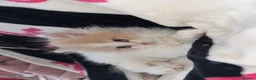 Persian cats for sale: Beautiful Persian kittens  - Advert 11