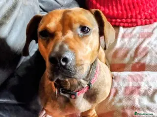 Mixed Breed dogs Rescue boy Noodle is looking for his forever home - Advert 7