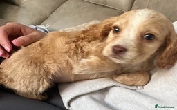 Cocker Spaniel dogs for sale: Cocker spaniel pups 🐾 - Image 21