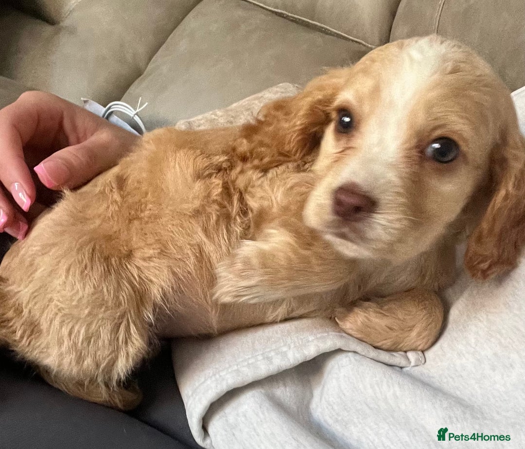 Cocker Spaniel dogs for sale: Cocker spaniel pups 🐾 - Image 21