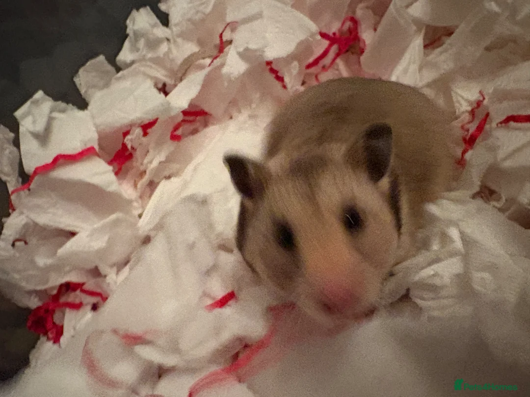 Hamster rodents for sale: Syrian hamster in London - Advert 2