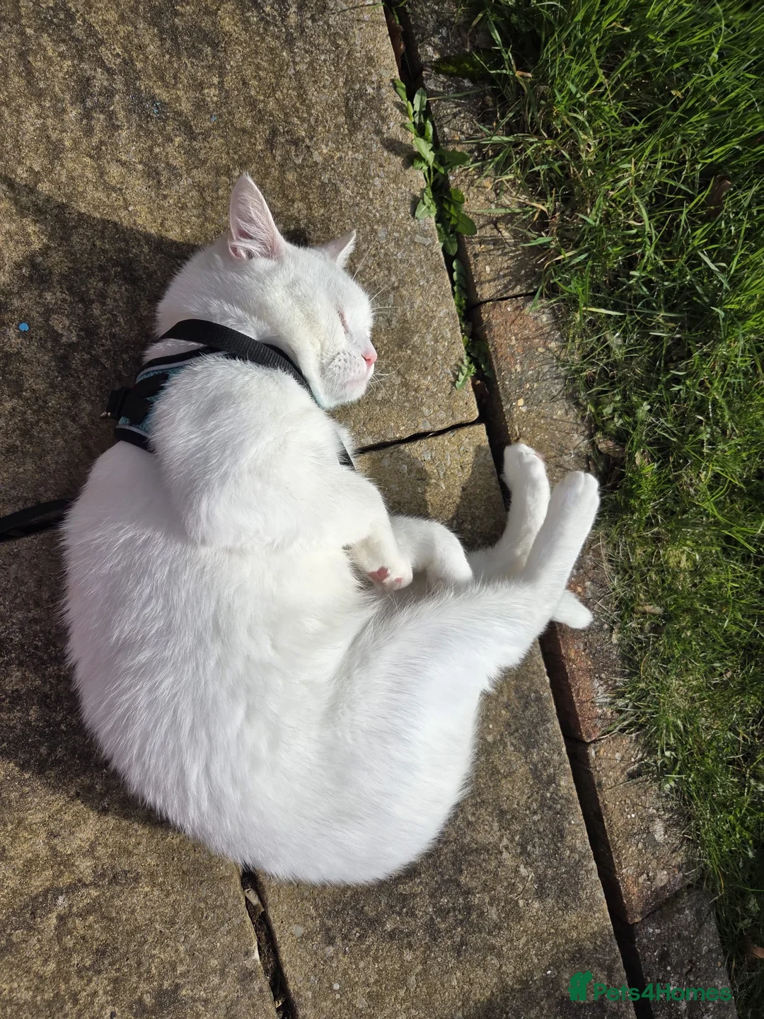Turkish Angora cats for sale: 3 years old Turkish angora in Waterlooville - Advert 2