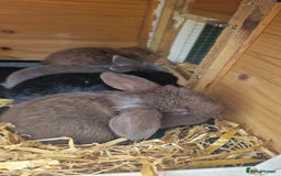 Mini Lop rabbits for sale: 4 mini lops - Image 2