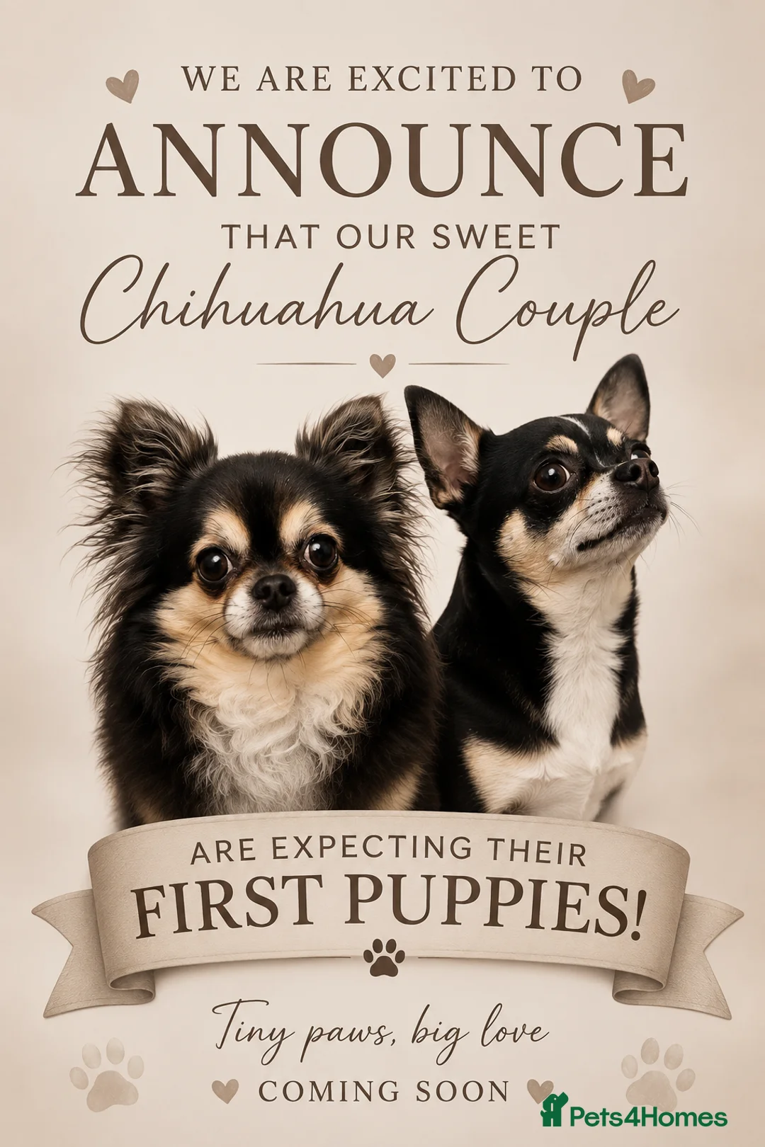 Chihuahua dogs for sale: 🐾 Beautiful Chihuahua Boys Available - Advert 1