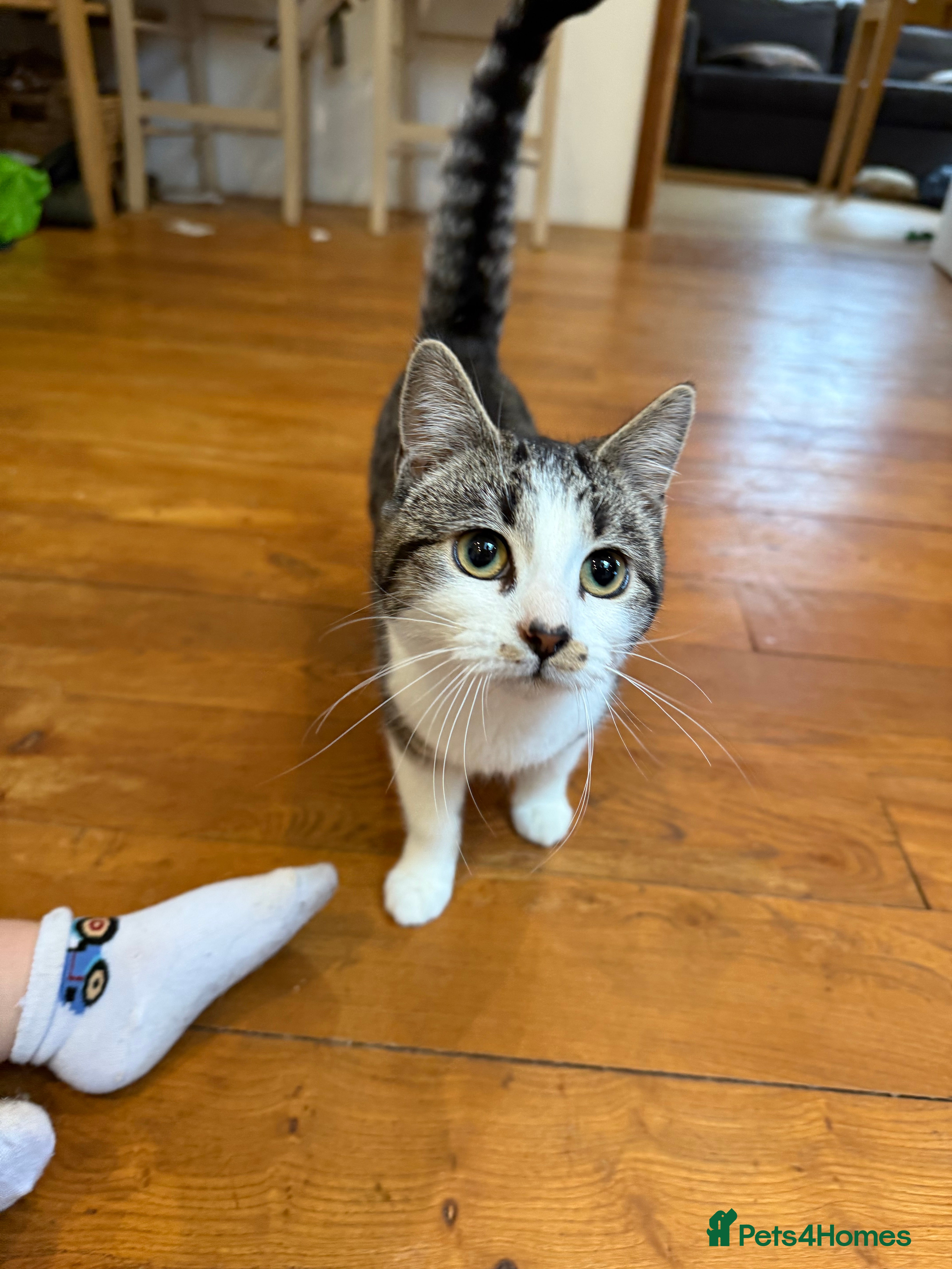 Mixed Breed cats Rehome my beloved cat Lexie  - Advert 4