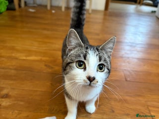 Mixed Breed cats Rehome my beloved cat Lexie - Advert 2