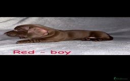 Miniature Dachshund dogs for sale: One male left. LAST PUP Miniature dachshund!  - Image 17
