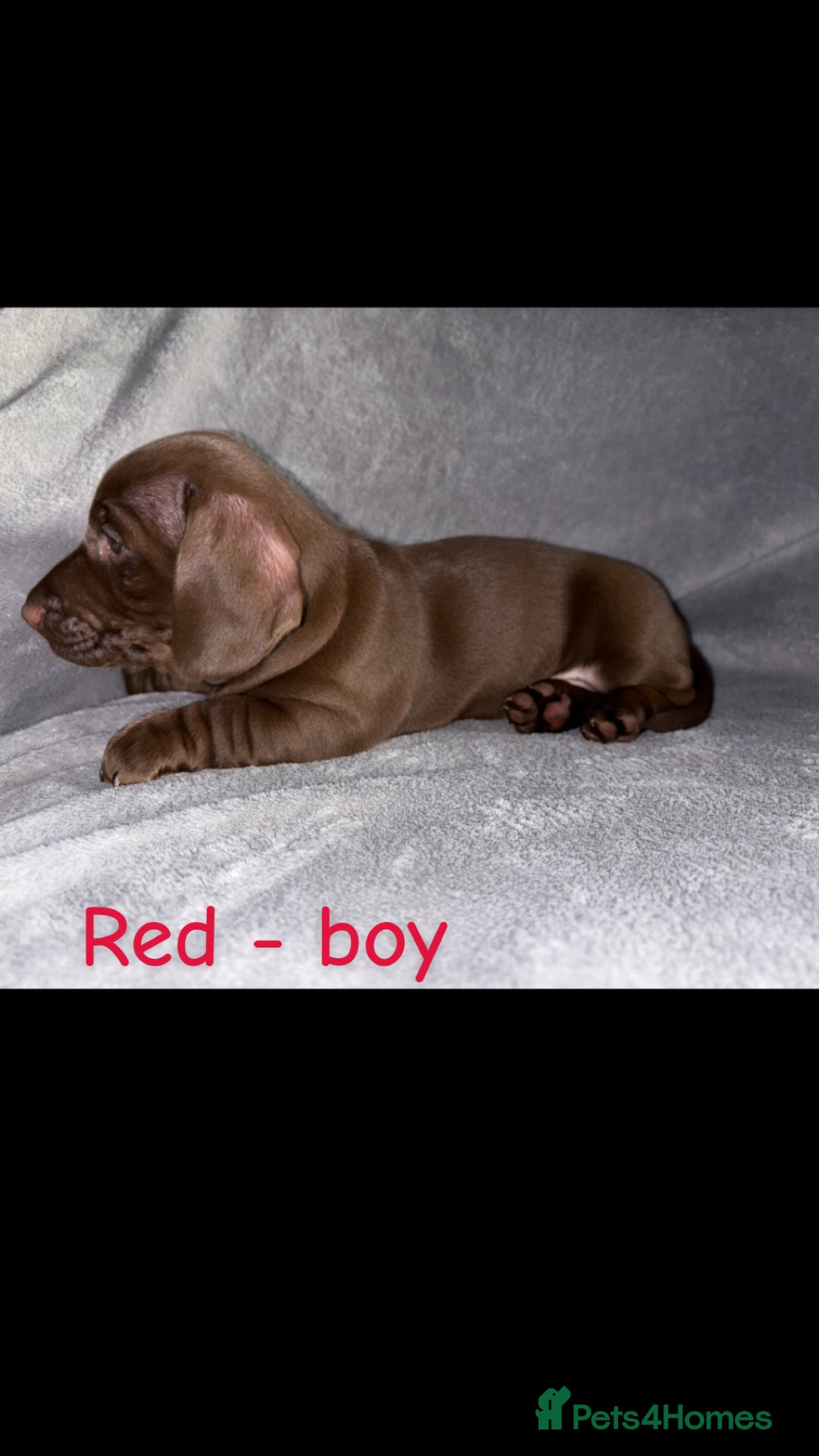Miniature Dachshund dogs for sale: One male left. LAST PUP Miniature dachshund!  - Image 17