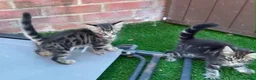 Bengal cats for sale: Bengal X Maine Coon Kittens - Advert 27