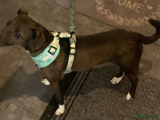 Mixed Breed dogs Beautiful Jack russel girl - Advert 1