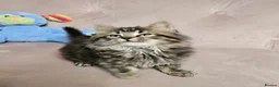 Siberian cats for sale: Last Siberian boy left  - Advert 5