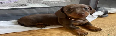 Miniature Dachshund 2
