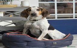 Mixed Breed dogs for adoption: Young Sabueso Hound Henry looking for a new home - Image 7
