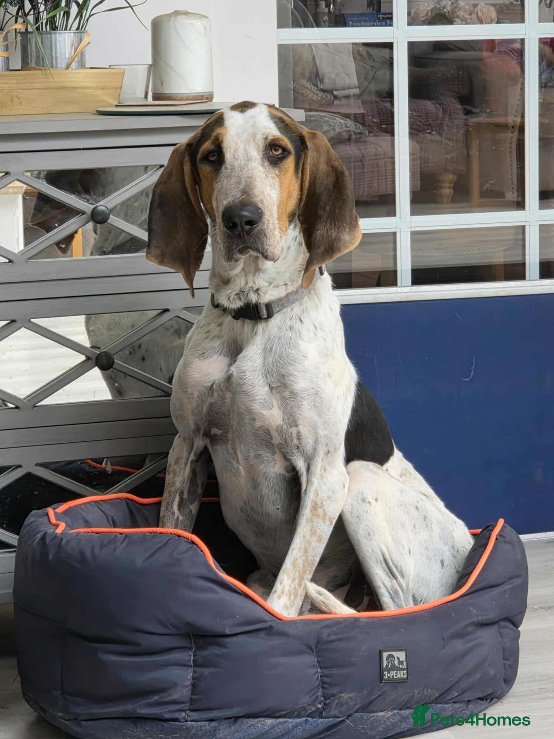 Mixed Breed dogs for adoption: Young Sabueso Hound Henry looking for a new home - Image 7