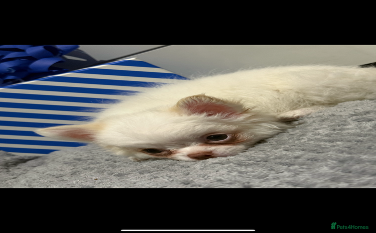 Chihuahua dogs - Advert 9