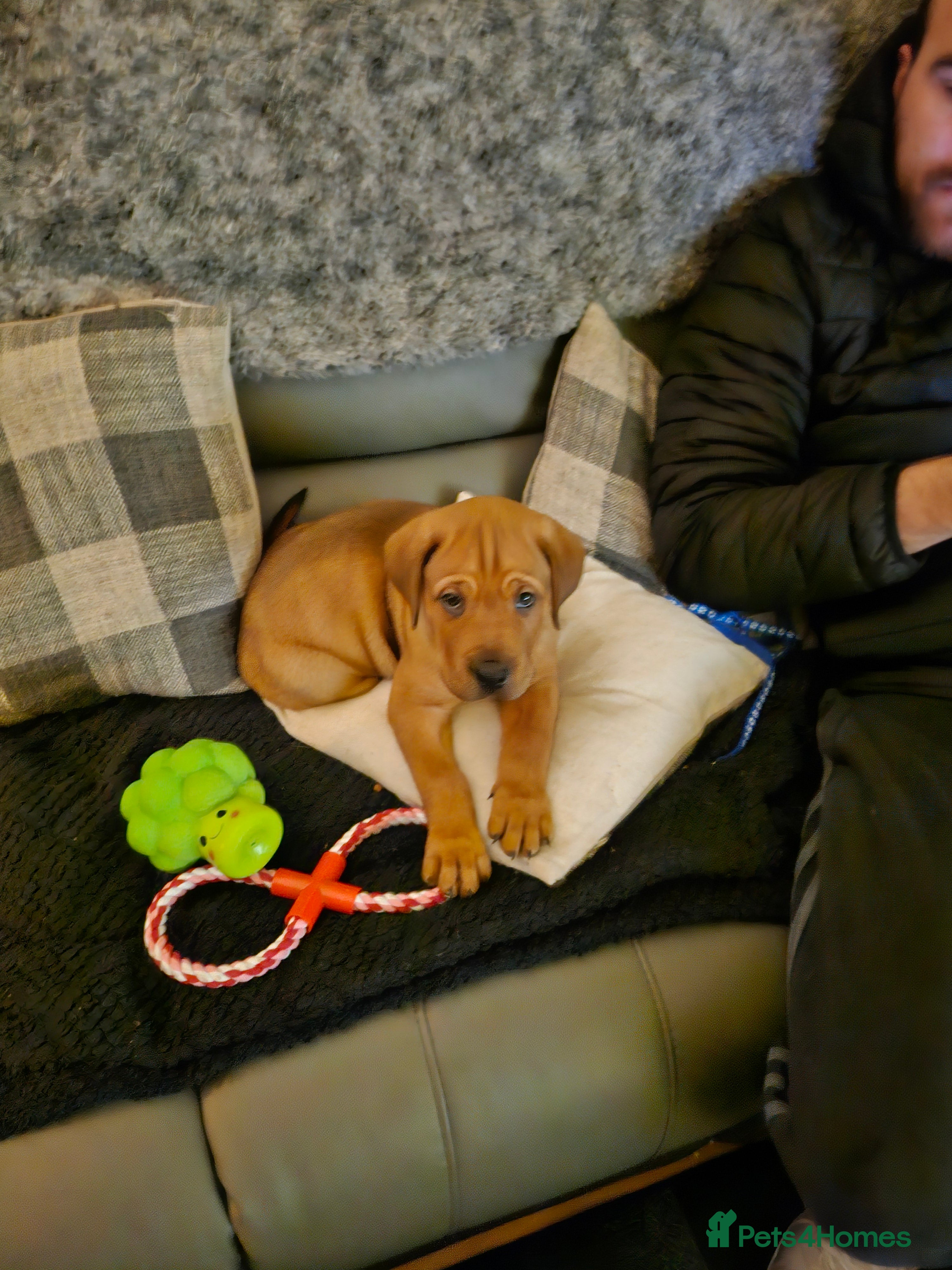 Mixed Breed dogs Cute dogue de bordeuax cross male boy  - Advert 1