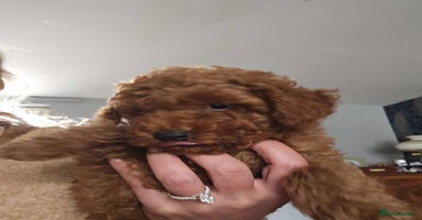 Toy Poodle dogs - Advert 4
