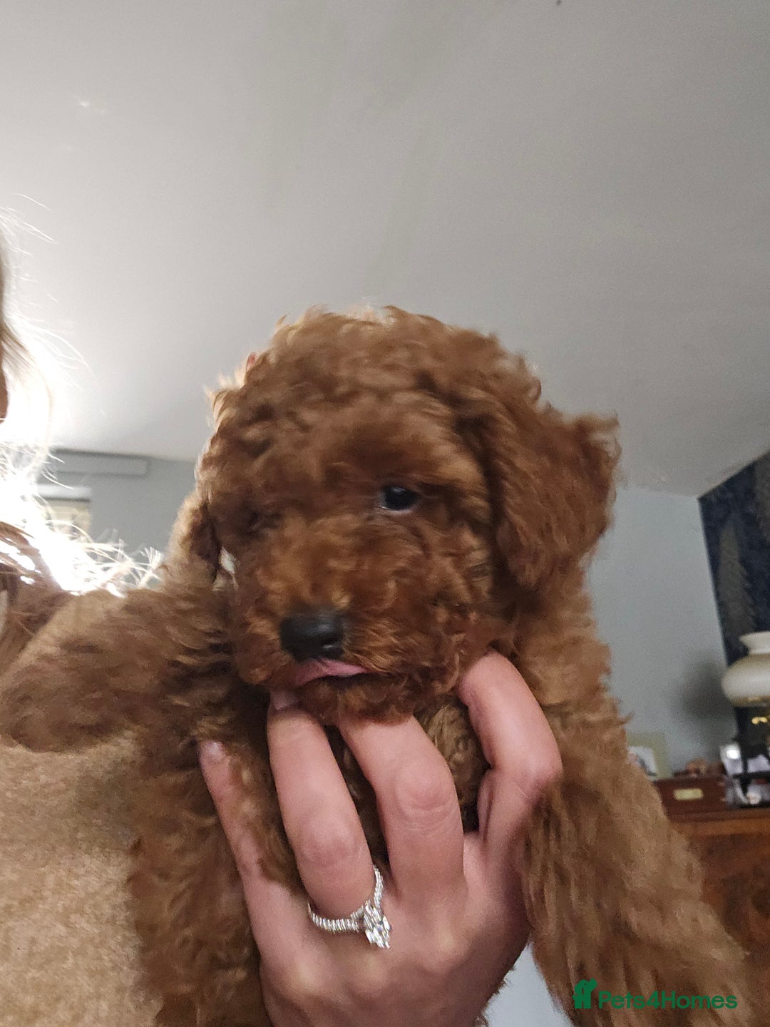 Toy Poodle dogs for sale: Toy poodle - Image 3