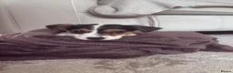 Jack Russell dogs for sale: Miss  in Chester - Advert 4