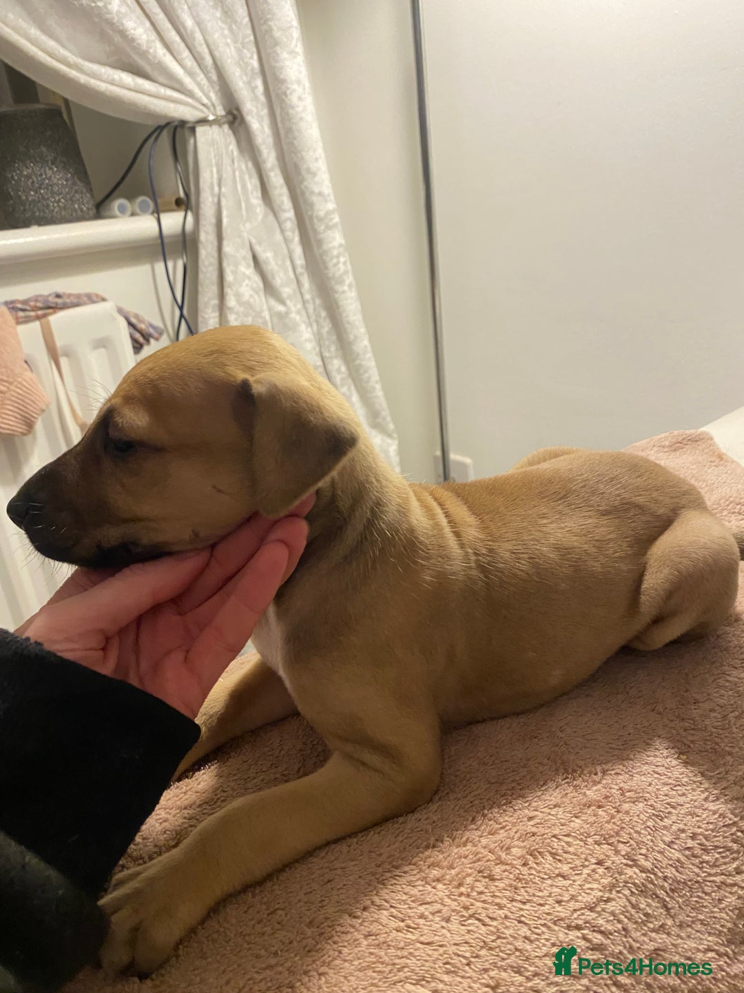 Lurcher dogs for sale: Fantastic bred lurcher puppies. Bull x - Advert 12