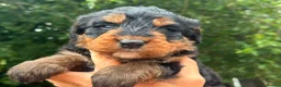 Bernedoodle dogs for sale: standard F1 Bernadoodles  - Advert 12