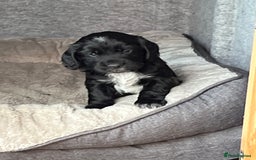 Cocker Spaniel dogs for sale: Well Bred Working Cocker Spaniel Puppies - Image 7