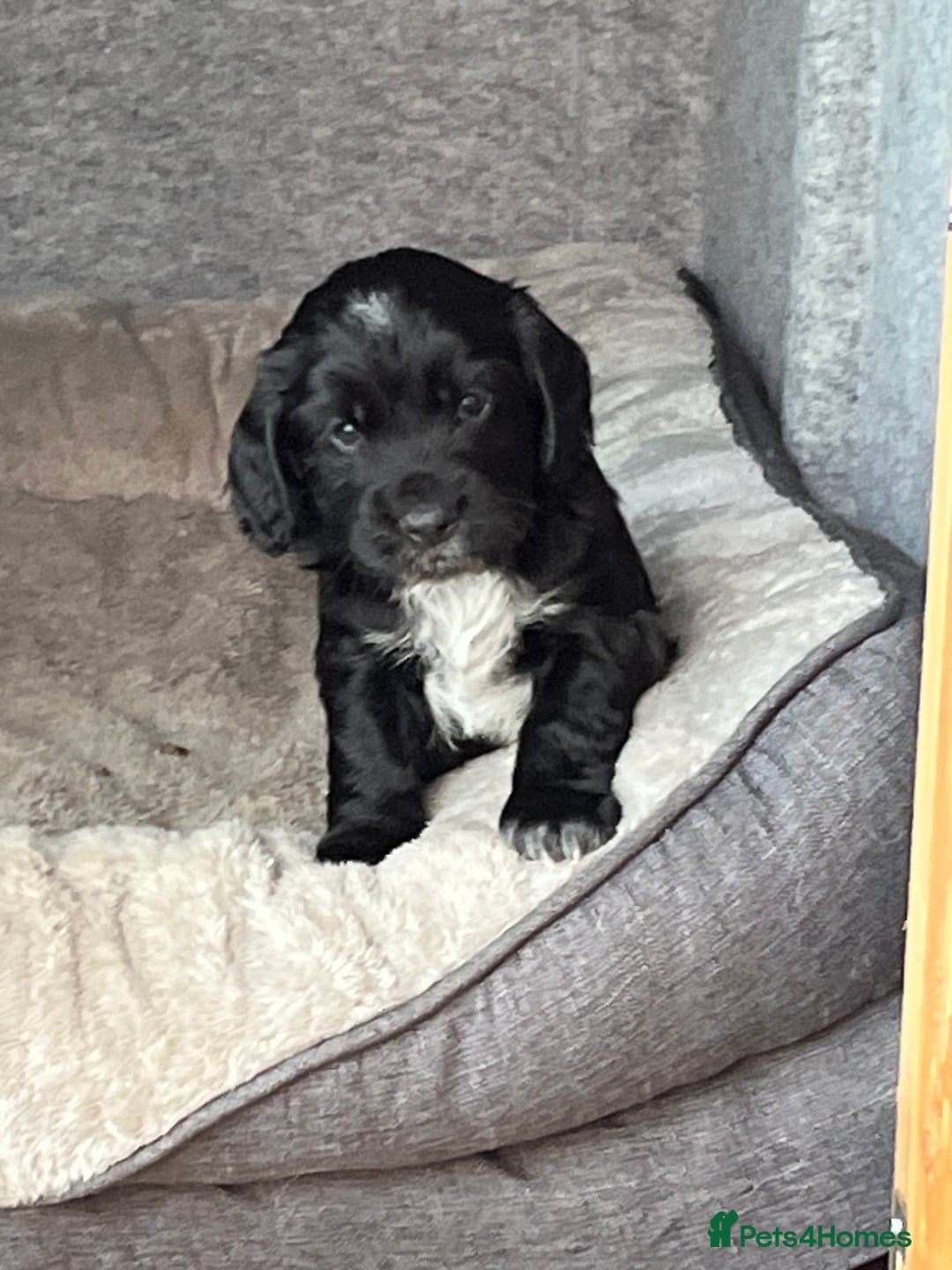 Cocker Spaniel dogs for sale: Well Bred Working Cocker Spaniel Puppies - Image 7
