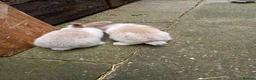 Mini Lop rabbits for sale: Mini lop/plush lop babies - Advert 9