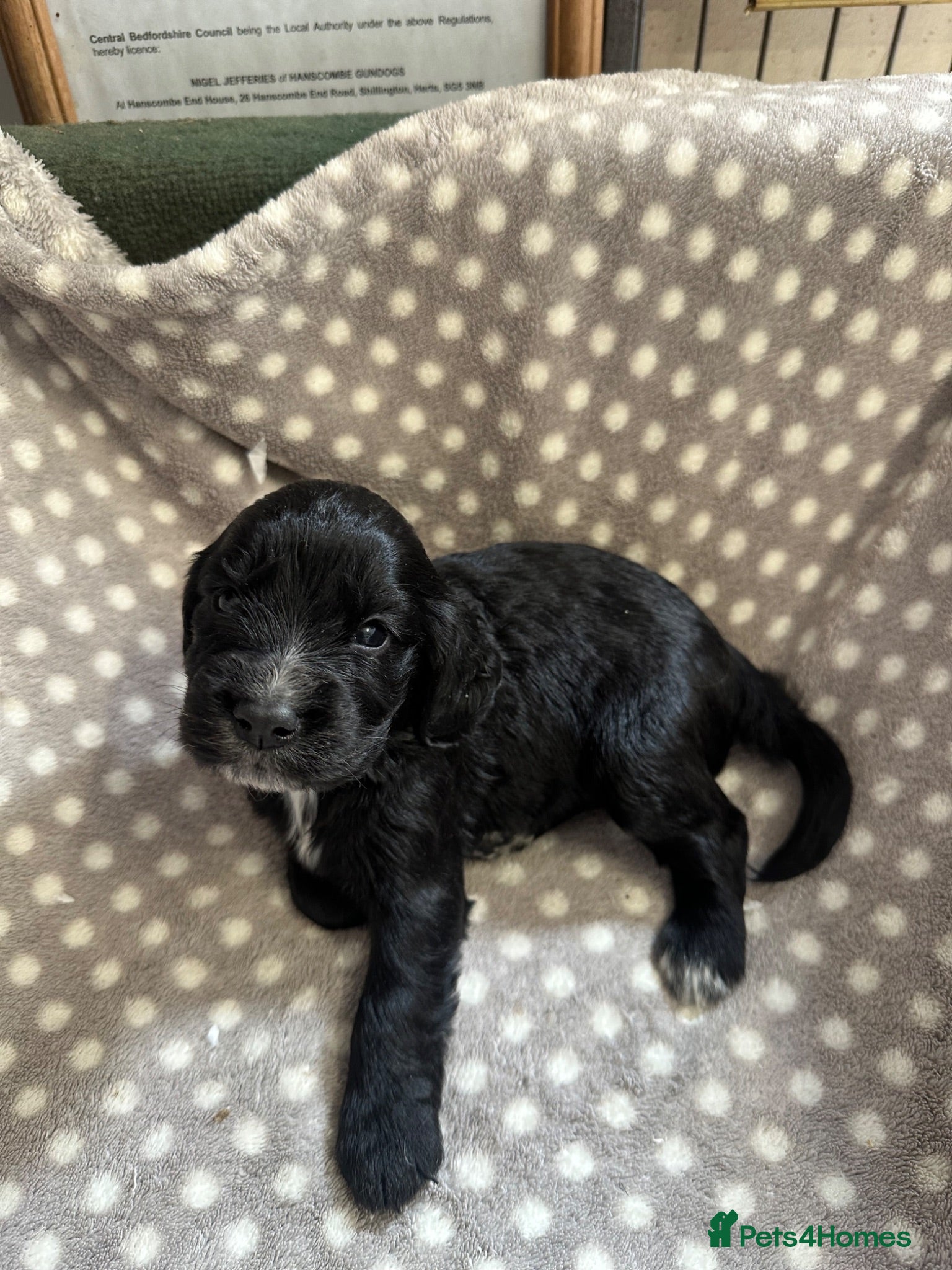 Cocker Spaniel dogs Working cocker spaniel puppies  - Advert 2