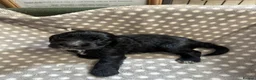 Cocker Spaniel dogs for sale: Working cocker spaniel puppies  - Advert 2
