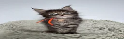 Maine Coon cats for sale: Superb quality Maine coon girls  - Advert 9