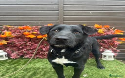 Mixed Breed dogs for adoption: Jack  - Image 4