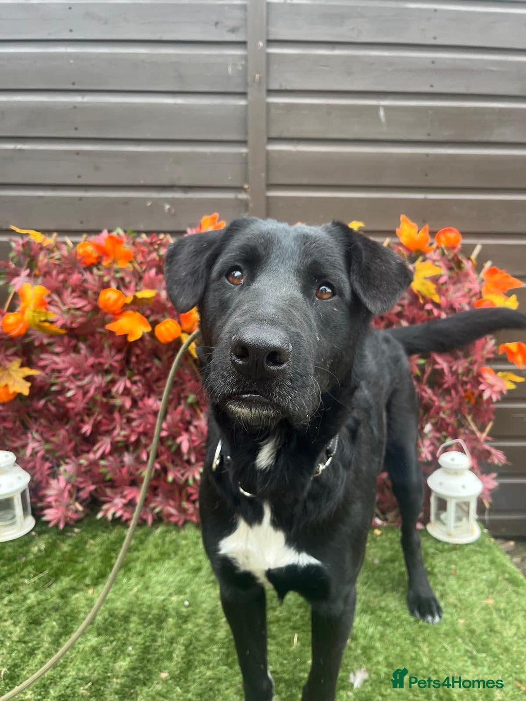 Mixed Breed dogs for adoption: Jack  - Image 4