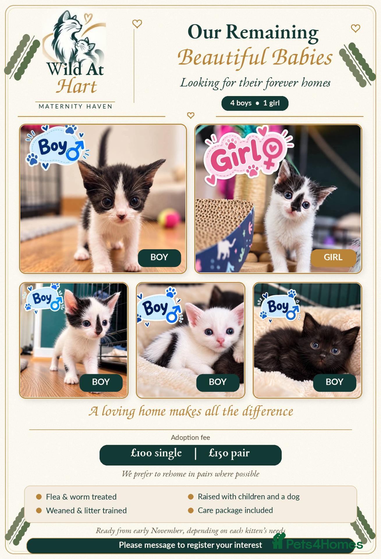 Mixed Breed cats for sale: Beautiful, Loving Kittens Seeking Forever Homes 🐾 - Advert 3